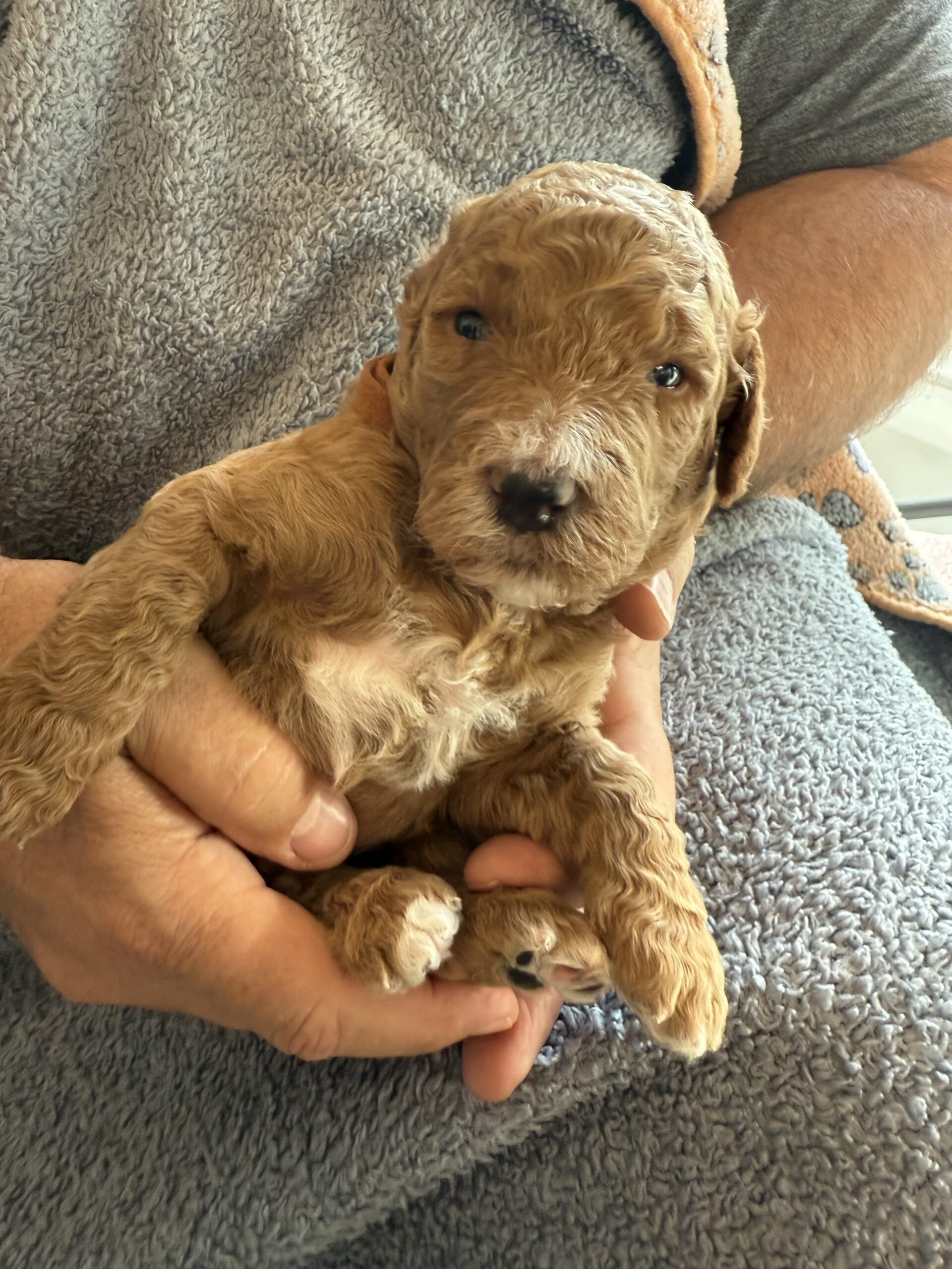 Curly golden puppy cradled in hands
